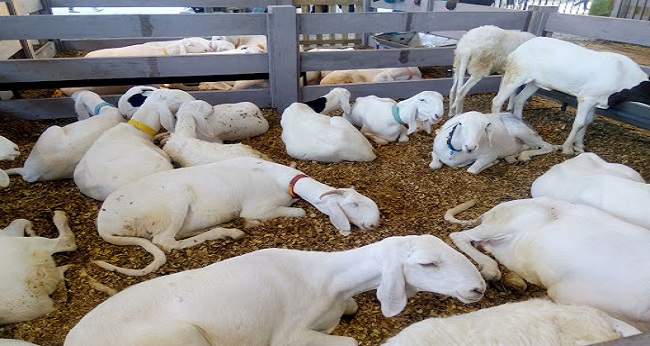 Elevage de moutons en Côte d'Ivoire