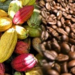 Le cacao objet de campagne présidentielle en Côte d'Ivoire