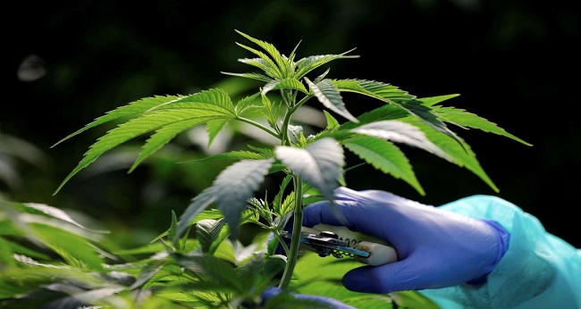 Les producteurs de cannabis sollicités par les Pays-Bas