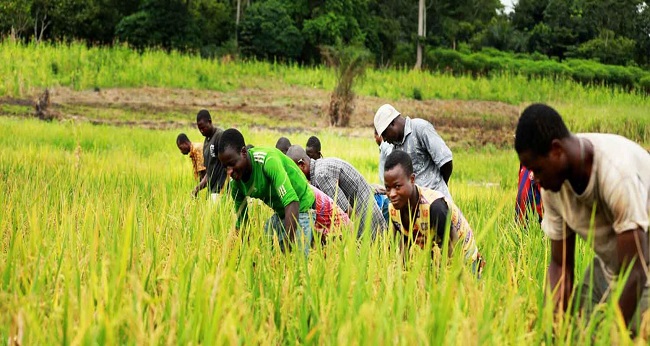 Agriculture en Côte d'Ivoire