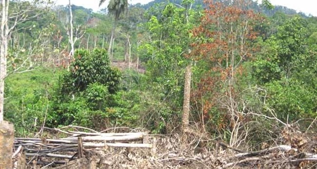 des planteurs clandestins à l'assaut des forêts ivoiriennes