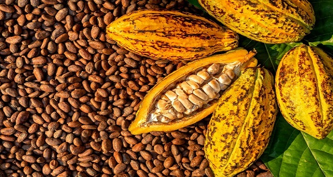 Hausse du prix du cacao en Côte d'Ivoire